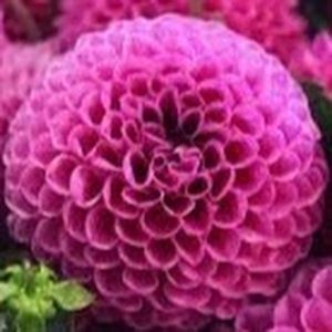 Meet your Posher, J&m